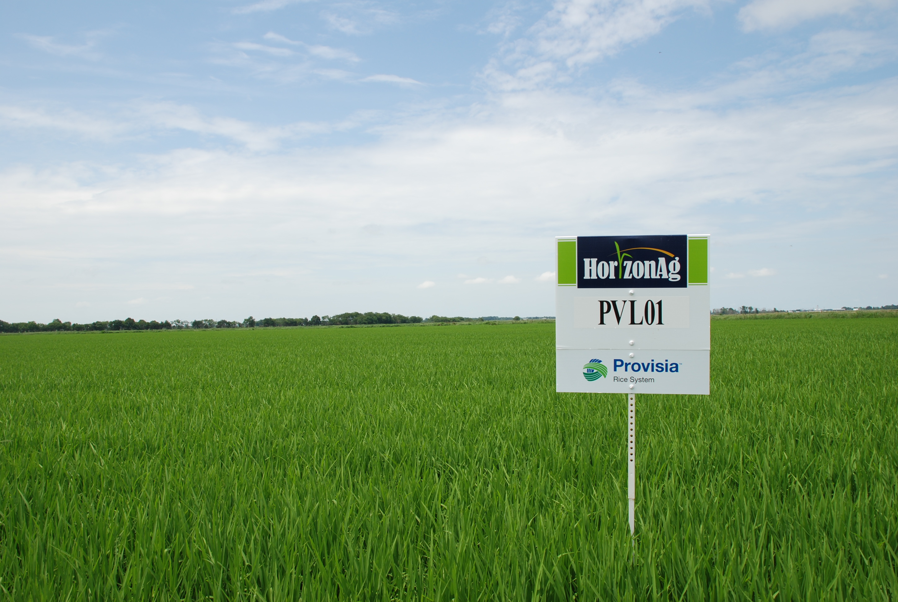 Provisia Rice Will be Valuable for the Louisiana Rice Industry